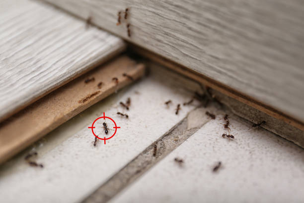 Best Flea Control Services  in Eagan, MN