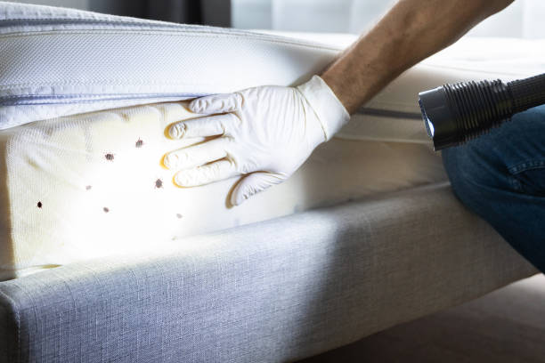 Best Termite Control Services  in Eagan, MN